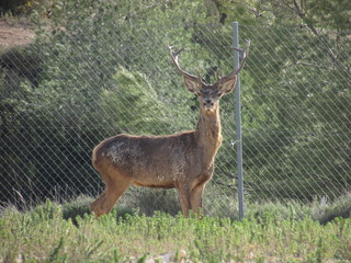 Ciervo salvaje al aire libre