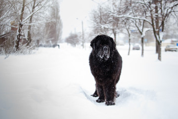 Newfoundland on the road with snowy trees. Dog on walk in the winter. In thoroughbred dogs nose stained snow. Newfoundland playing in the snow.
