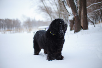 Newfoundland on the road with snowy trees. Dog on walk in the winter. In thoroughbred dogs nose stained snow. Newfoundland playing in the snow.