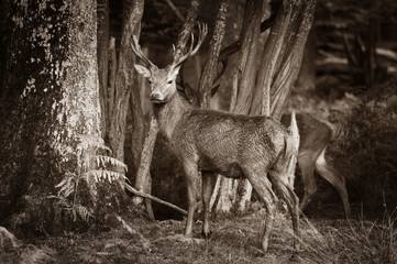 Jeune cerf dans les bois