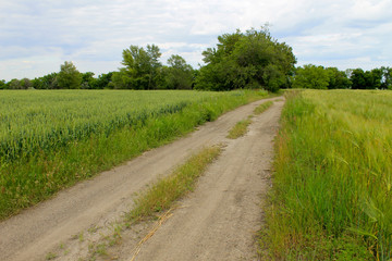 Fototapeta na wymiar Field of green wheat