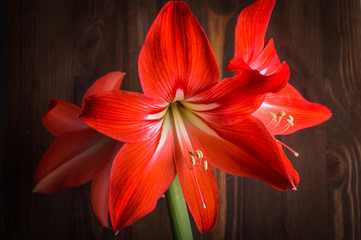 Tiger Lily on a wooden background