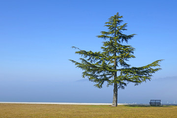 Murtensee bei Murten, Schweiz 