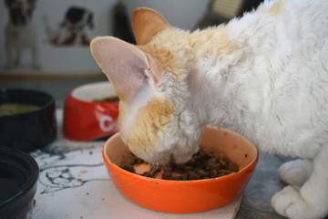 A beautiful Devon Rex cat eating 