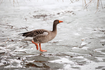 Graugans, Anser anser