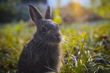 Little Cute Rabbit