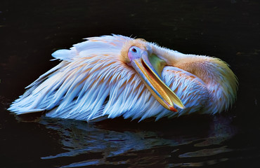 Pelikan schwimmend im Wasser