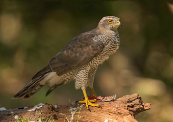 Northern Goshawk