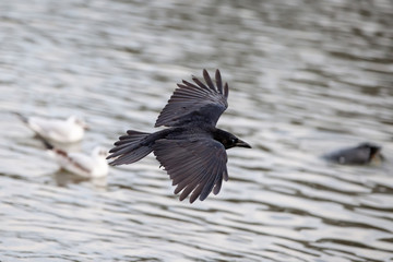 Rabenkrähe, Corvus corone
