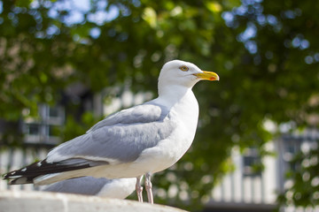 Seagull