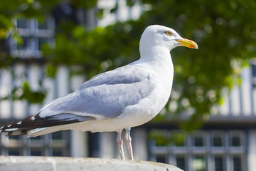 Seagull
