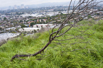 Baldwin Hills Scenic Overlook