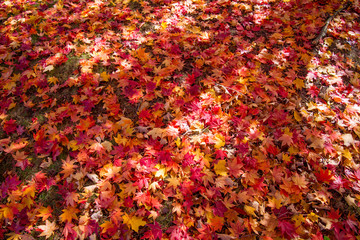 Fallen Maple Leaves - 138100049