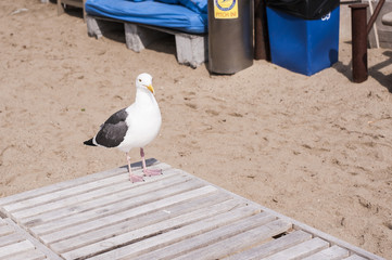 Seagull at Paradise Cove