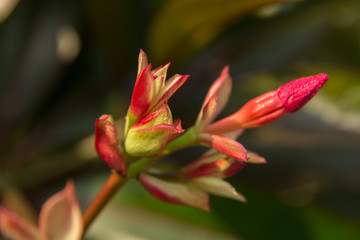 red bloom flower