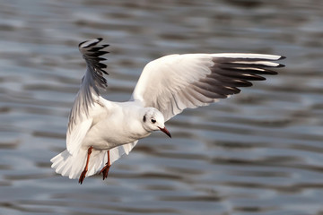 Fototapeta na wymiar Möwe, Sturmmöwe, Larus canus, fliegend