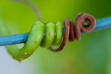 twisted stem