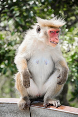 Fototapeta premium Злая обезьяна с челкой 