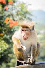 Обезьяна с челкой кушает печенье 