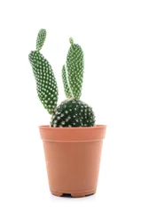 Wandaufkleber Kaktus im Topf Ein Kaninchen-Kaktus.