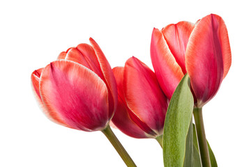 Isolated tulip Flowers on a white background