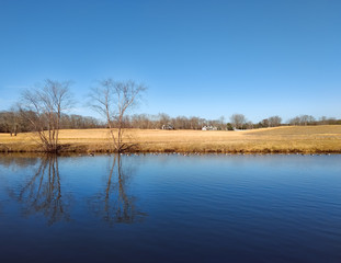 Geese in a pond in front of a field of golden grass