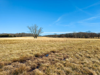 A single tree in a field of golden grass