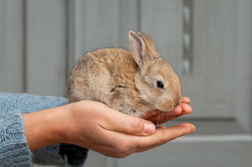 Cute small grey bunny sits in hands. Protection and love to nature concept. Animal farm.