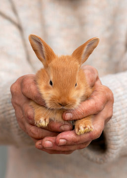 Beautiful red baby rabbit bunny in farmer hands. Care of wild animals concept.