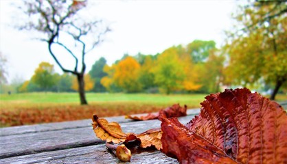 Leaf