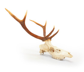 Fototapeta premium The red deer (Cervus elaphus) skull with antlers on white background. Hunting trophy prepared for exhibition.