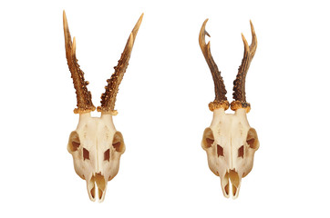 The European roe deer Capreolus capreolus skull with antlers isolated on white background. Hunting...