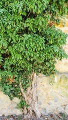 Olivenbaum in Sandsteinmauer