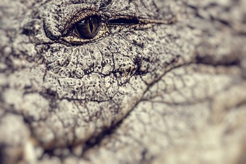 Closeup of an adult male caiman