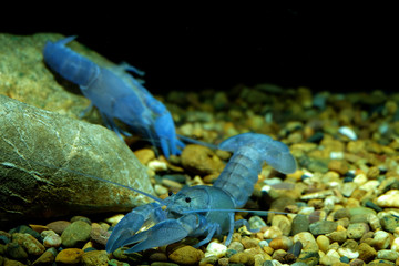 crayfish animals 
