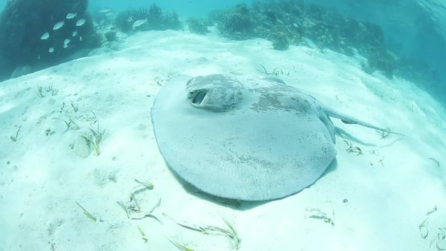 Caribbean Whiptail Stingray Swimming Over Sand
