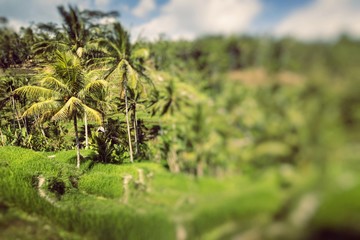 Obraz premium Green rice fields on Bali island, Jatiluwih near Ubud, Indonesia