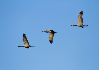 Demoiselle cranes (Anthropoides virgo) in flight, Kalmykia, Russia