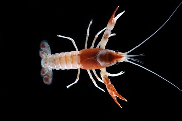 crayfish animals 