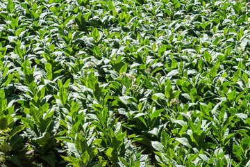 Tobacco plantation