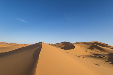 Fototapeta na wymiar Dunes of the Sahara Desert