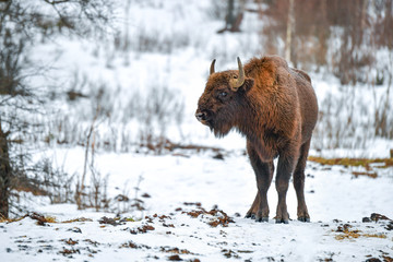 Wild European bison in the forest of the Carpathians   