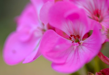 Fototapeta na wymiar geranium pink