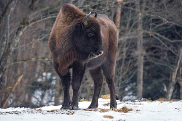 Wild European bison in the forest of the Carpathians   