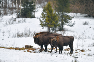 Wild European bison in the forest of the Carpathians   