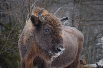 Wild European bison in the forest of the Carpathians   