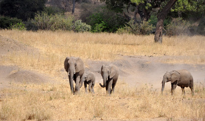 Obraz na płótnie Canvas Family of elephants walking across the Serengeti
