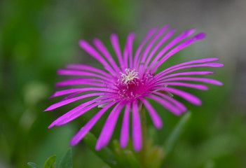 Fototapeta premium beautiful flower