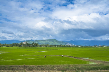 Fototapeta premium Rice FIeld Da Lat