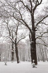 Snow-covered trees and bushes in the city park. Snowfall. Fantastic morning winter landscape.